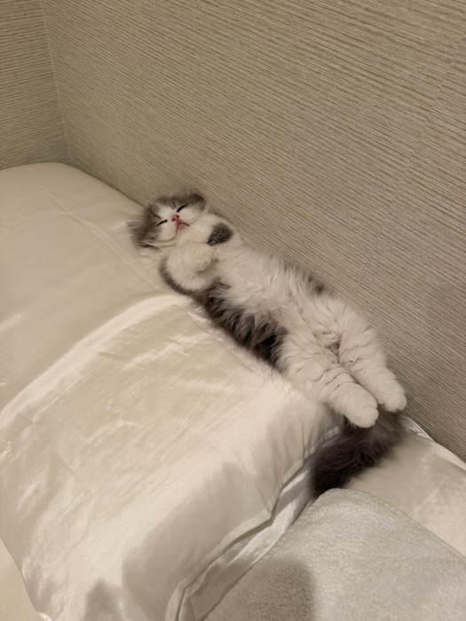 仰向けで寝る猫