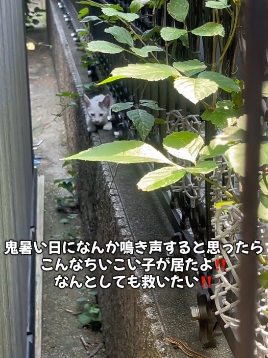 塀の上にいる子猫