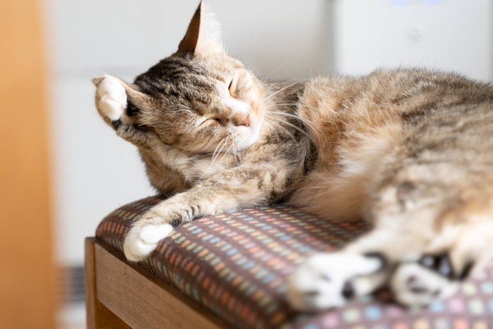 毛づくろいする猫