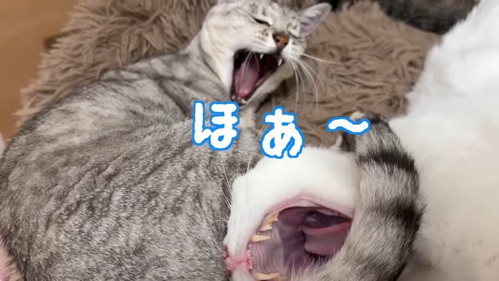ほあ〜