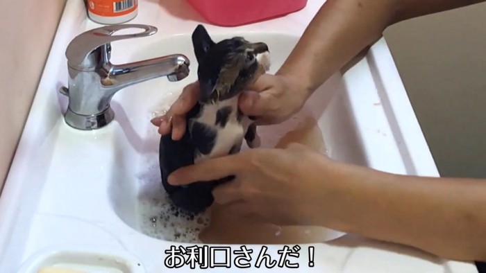 テロップ「お利口さんだ!」