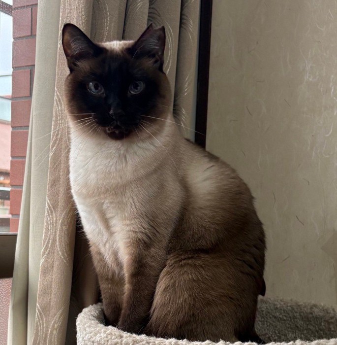 黒っぽいシャム猫