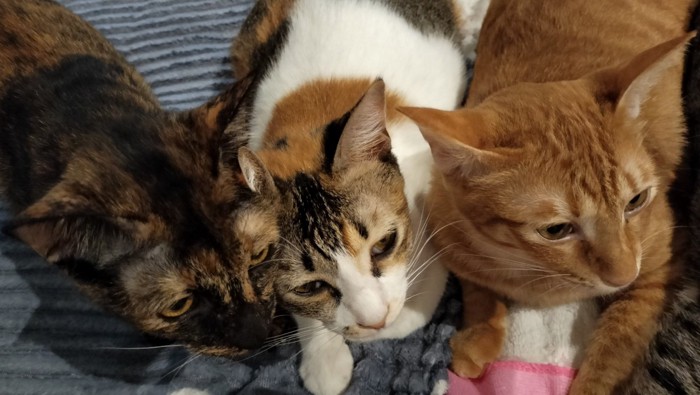 寄り添う3匹の猫