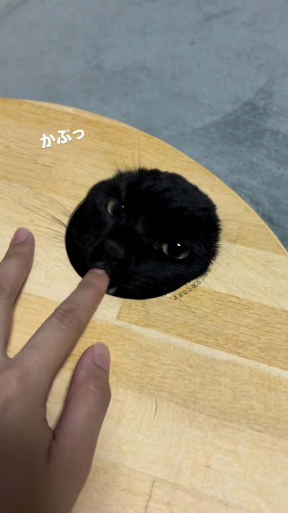 爪とぎボウルの箱の穴から顔を出してママの指を甘噛みする黒トラ猫