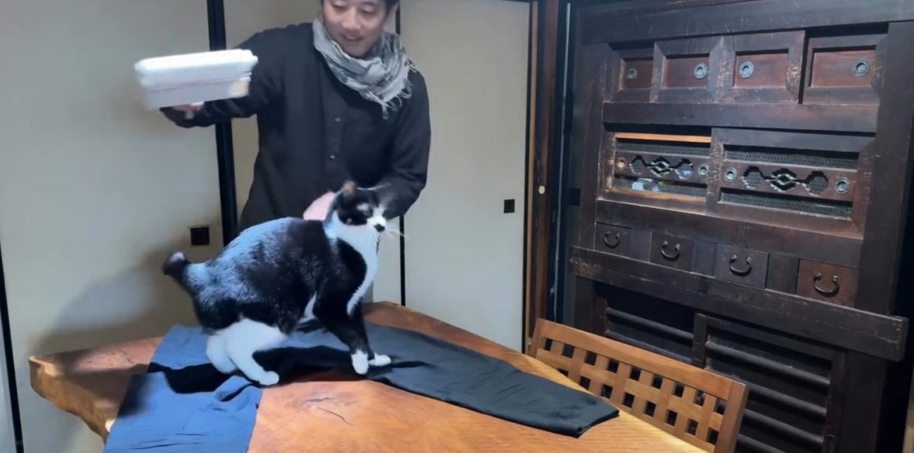 服の毛を取る飼い主と猫