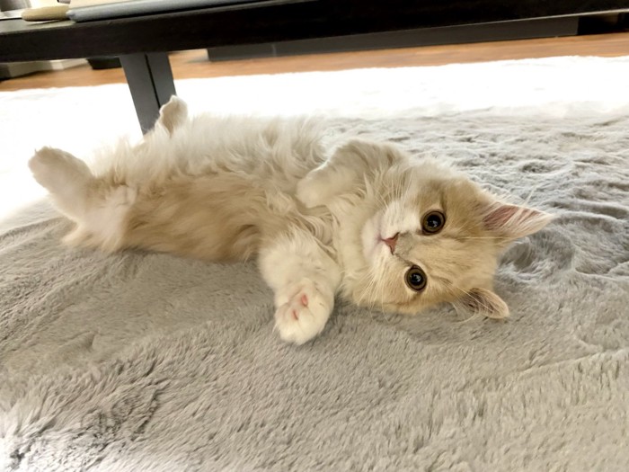 仰向けで寝る猫