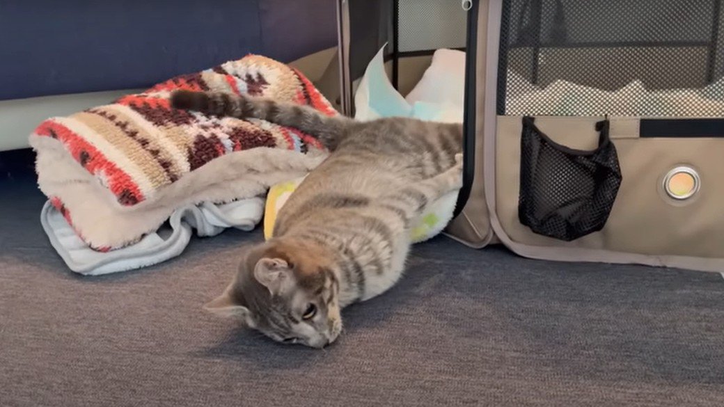 ケージから出ようとする猫