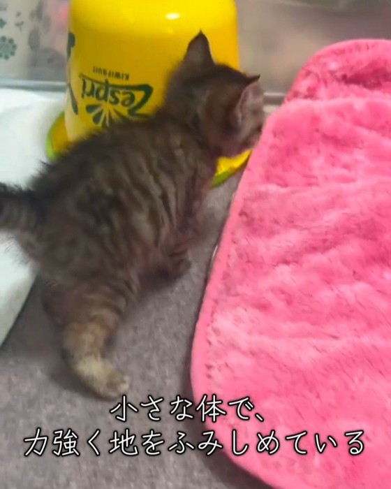 歩いている子猫の後ろ姿