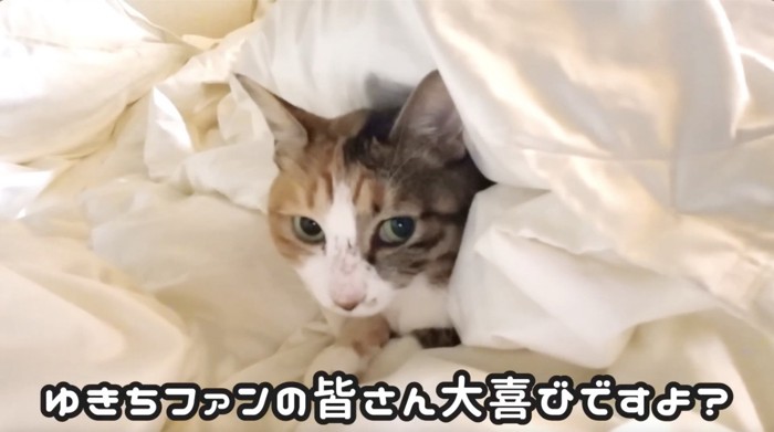 布団にくるまる猫