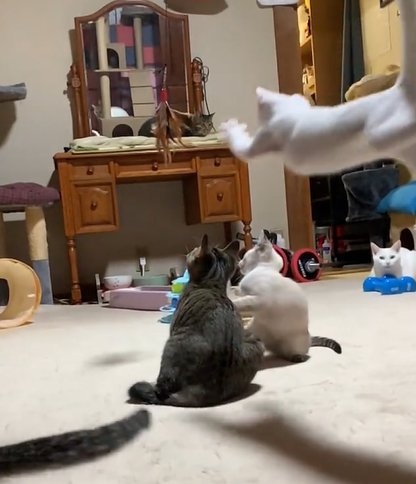 右側から白い子猫が飛んでくる