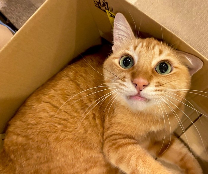 箱に入った猫
