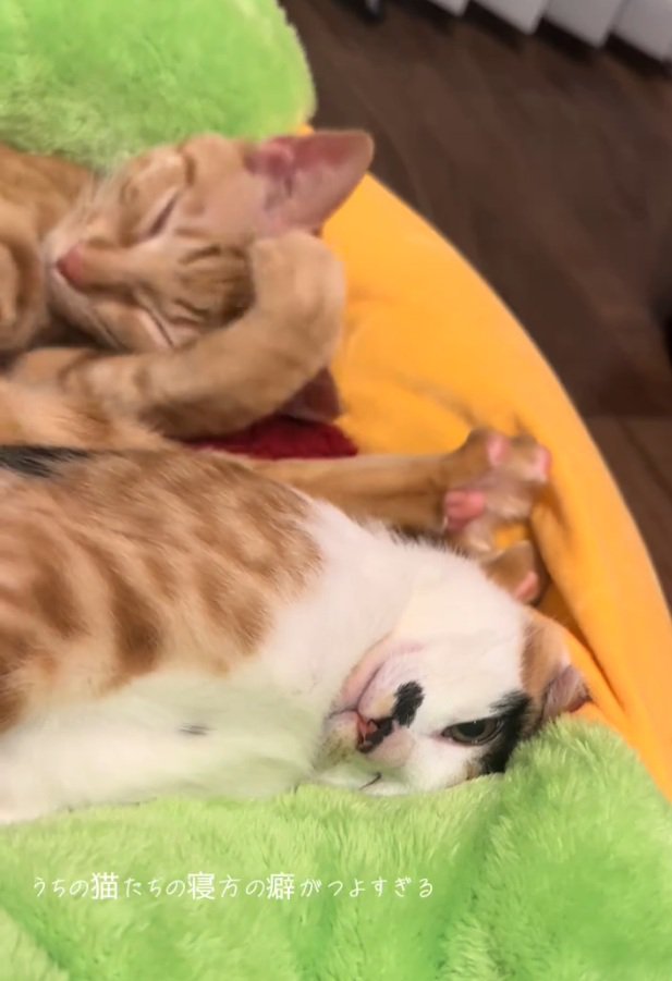 目を開けながら寝る猫