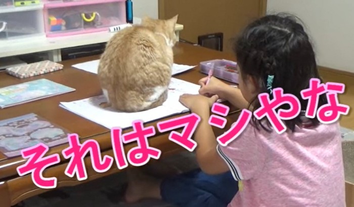 ノートの上に座る猫(それはマシやな)