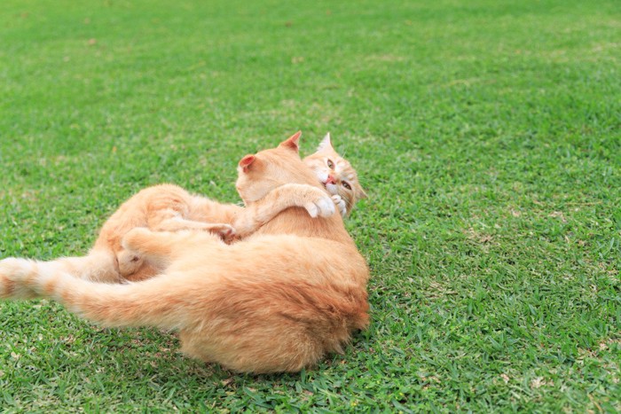 じゃれ合う2匹の猫