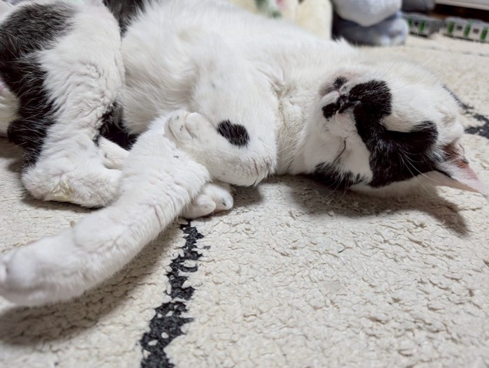 寝そべっているモナちゃん