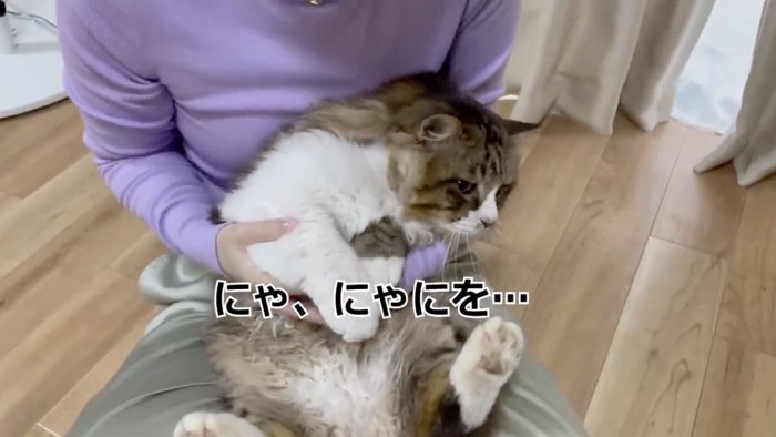 飼い主さんに抱っこされる猫