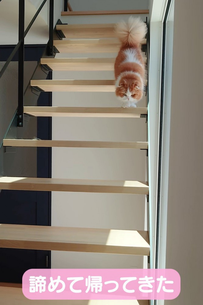 階段を下りる猫