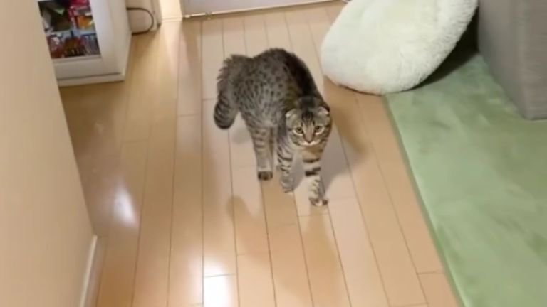 威嚇している猫