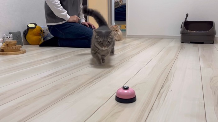 ベルに近付くマンチカン