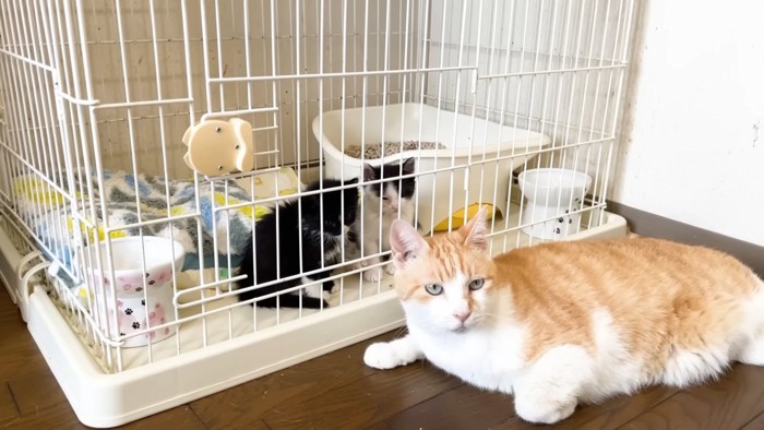 子猫のケージ前で伏せている茶トラ白猫
