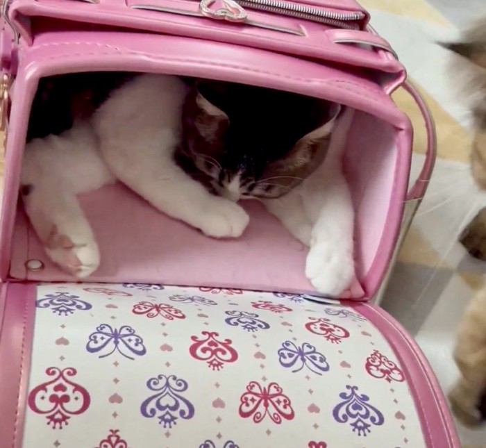 ランドセルの中でくつろぐ猫