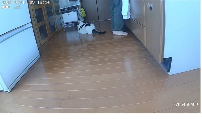 食器棚を見つめる猫