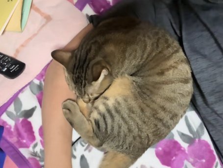 飼い主の腕の間で丸くなって眠る猫