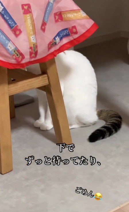 カバーの下で待つ心福ちゃん