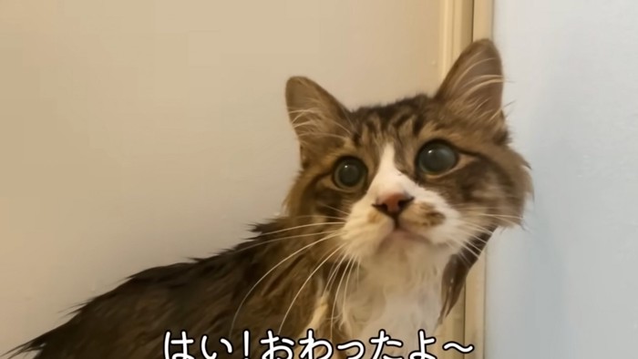 洗われた猫