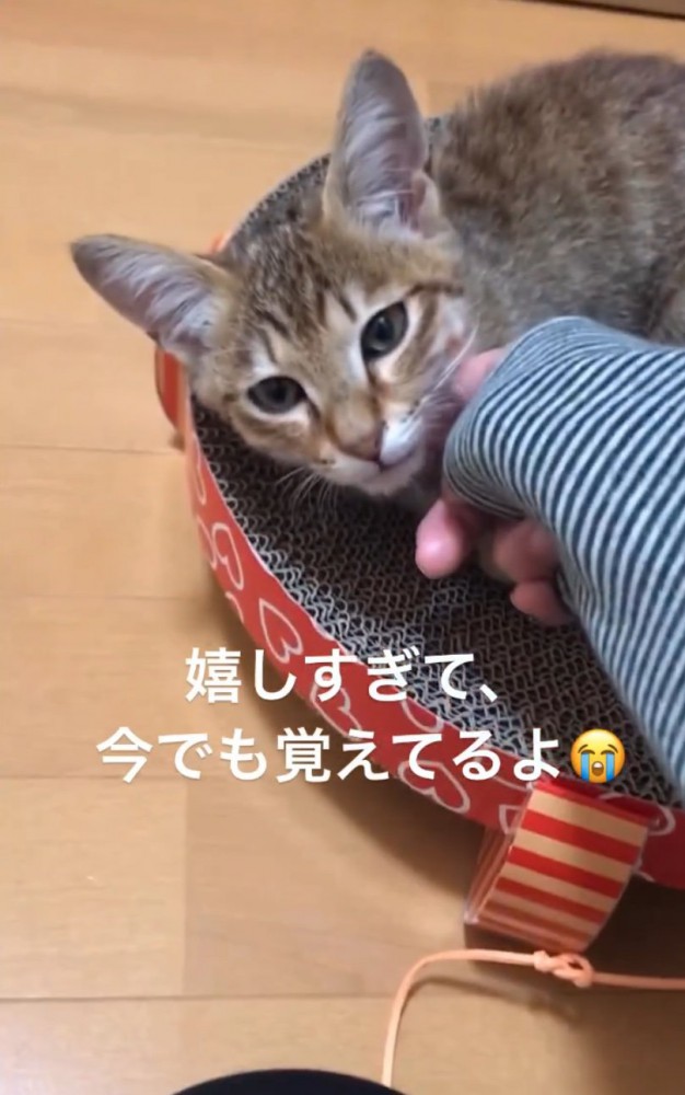 子猫を撫でる2