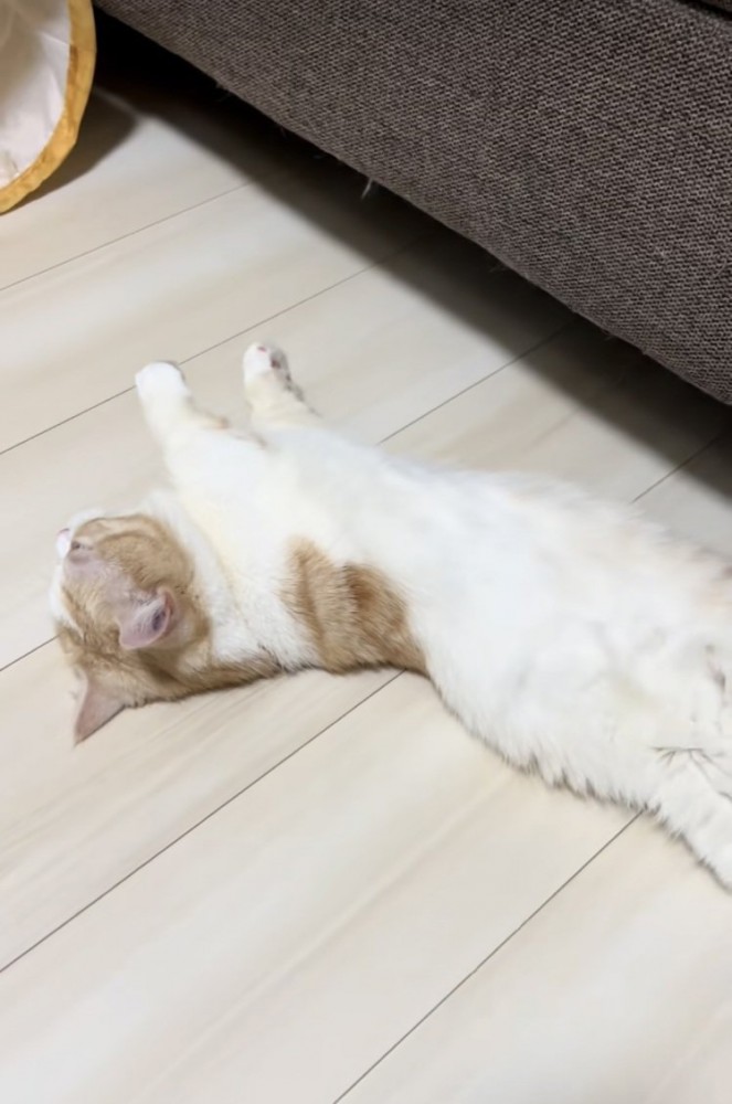 床暖房に寝転がるマンチカン