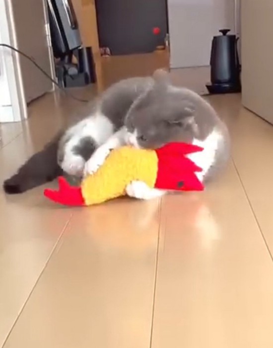 寝そべりながらぬいぐるみを蹴る猫