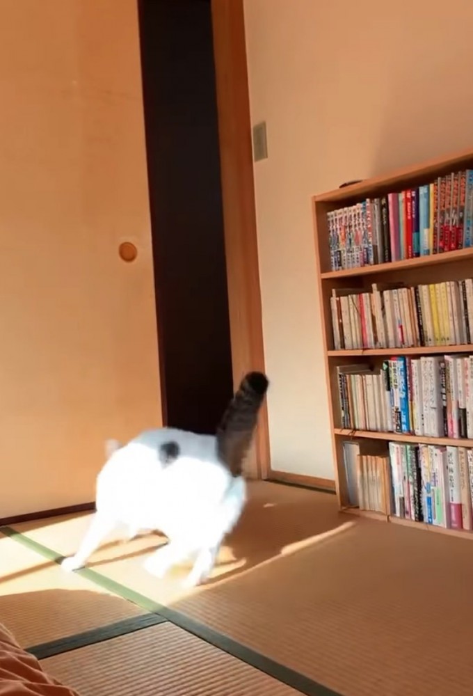 走って逃げる猫