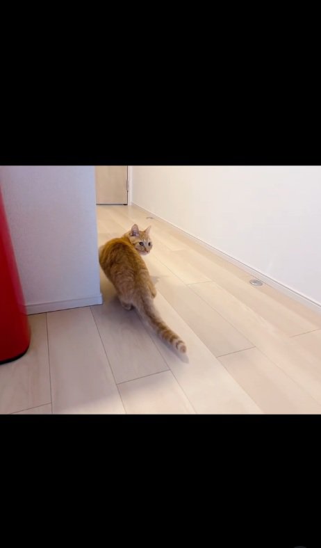 振り向く猫