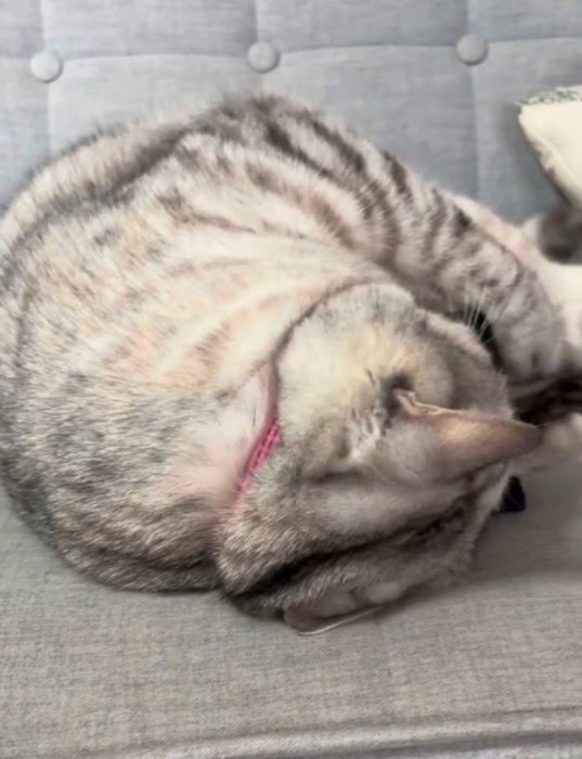 アームカバーを抱きしめて顔を埋める猫