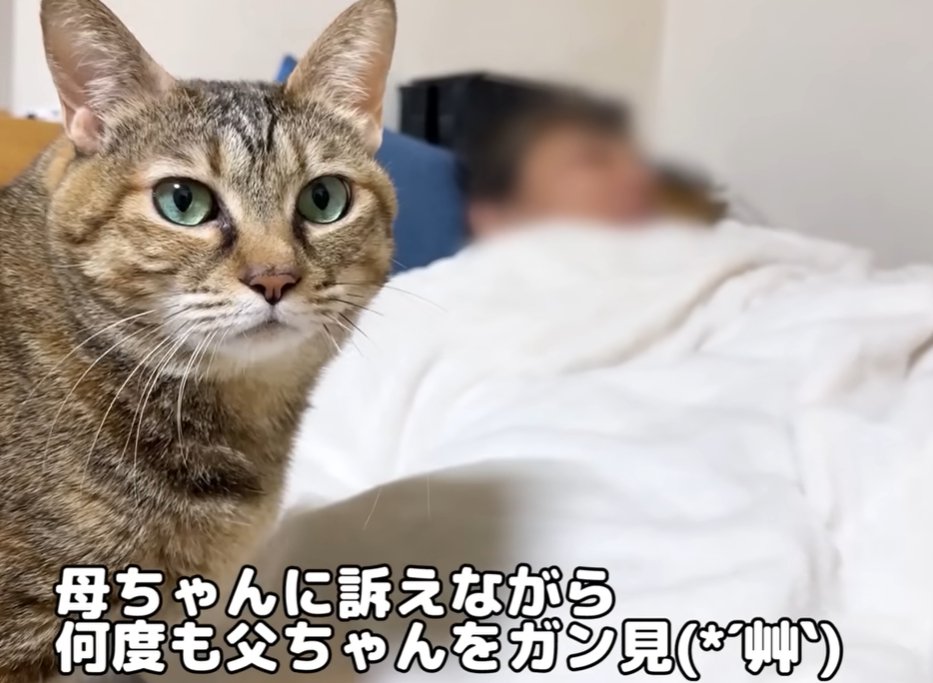 カメラ目線の猫（母ちゃんに訴えながら何度も父ちゃんをガン見）