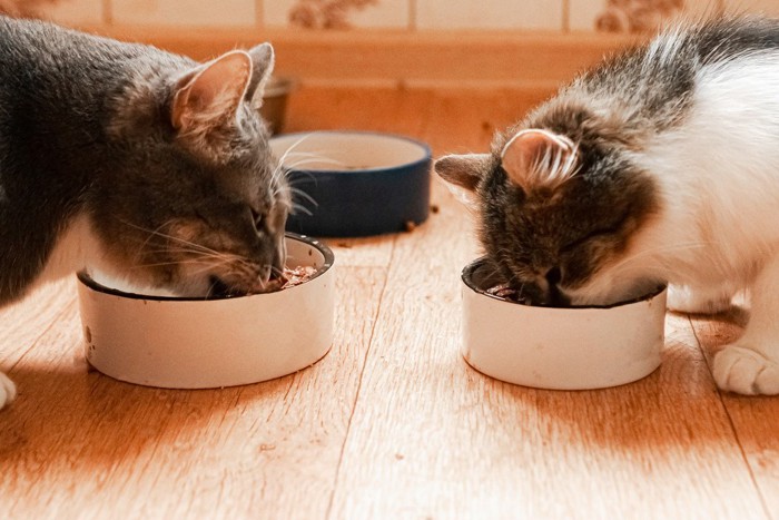 向かい合ってフードを食べる2匹の猫