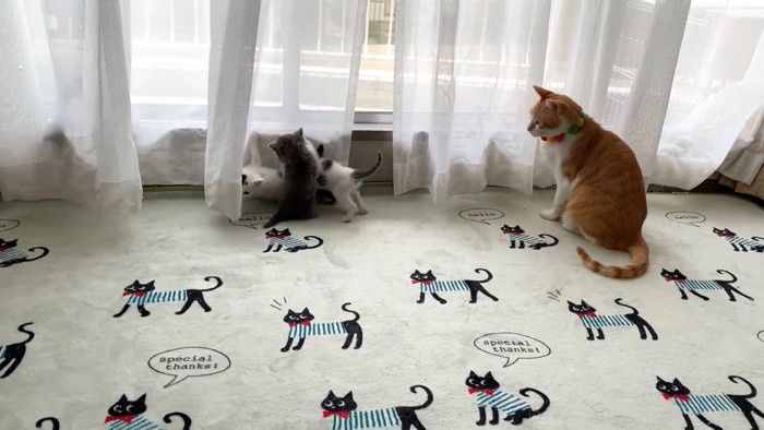 子猫たちを見る成猫