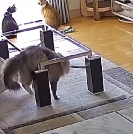 テーブルの枠に引っ掛かるツキちゃん