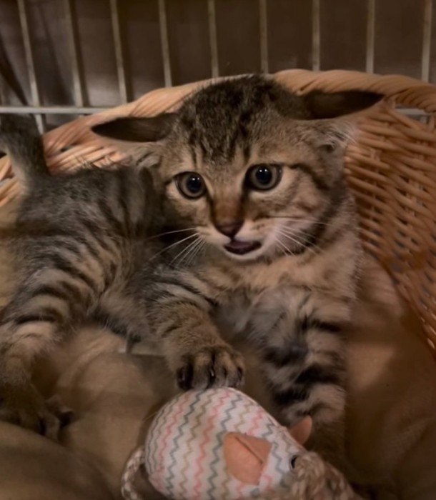 威嚇する子猫