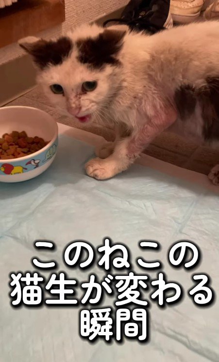 ごはんを食べようとしている猫