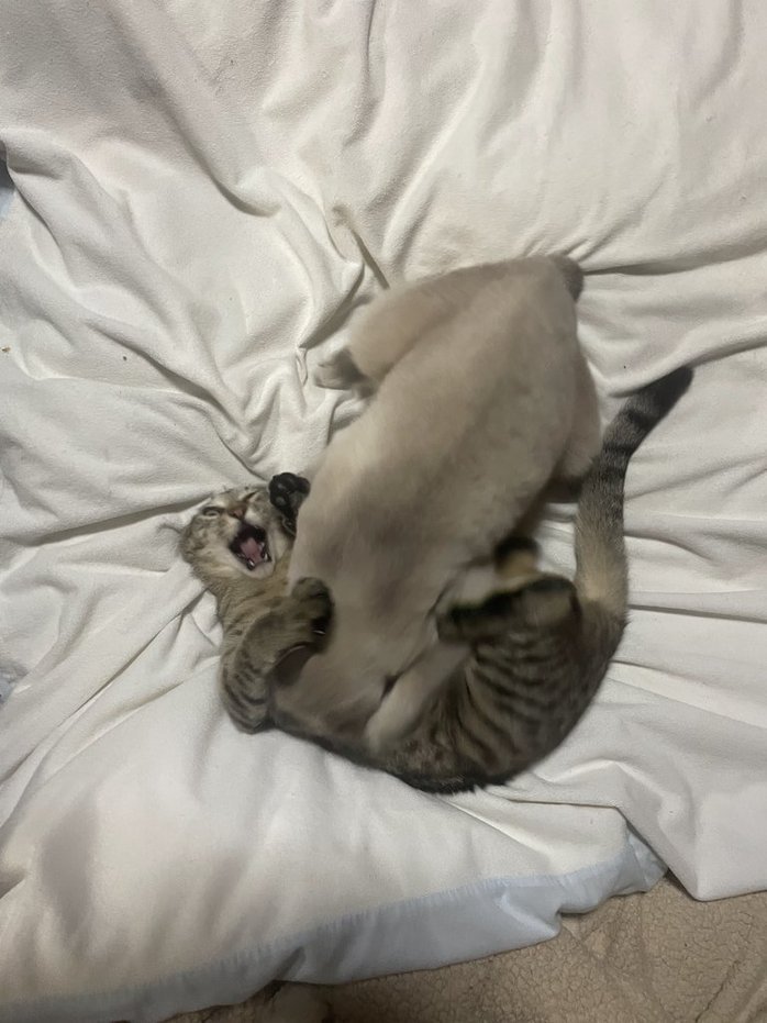 襲い掛かるたぬくん