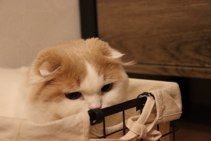 悲しい表情の猫