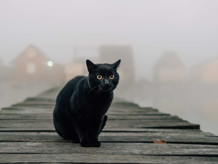 霧の橋にたたずむ黒猫