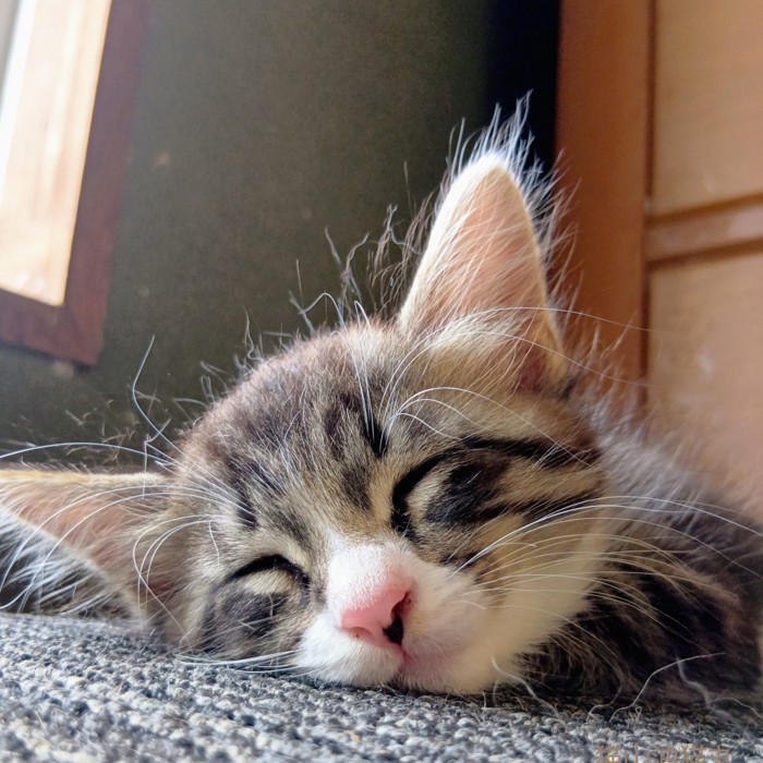 眠っている子猫の顔から飛び出しているパヤ毛の様子