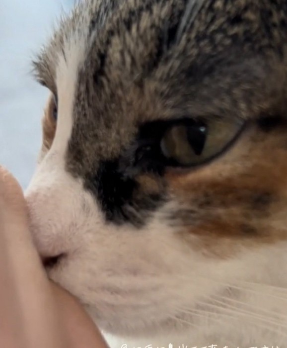 真剣な目つきの猫