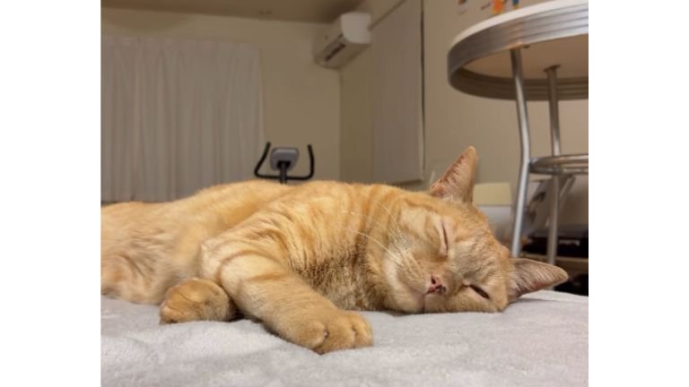 室内にいる猫