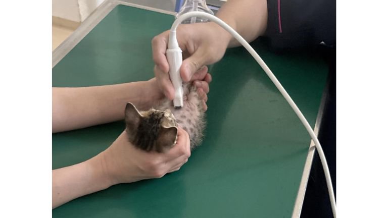 診察されている猫