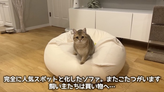 ソファの上に座る猫