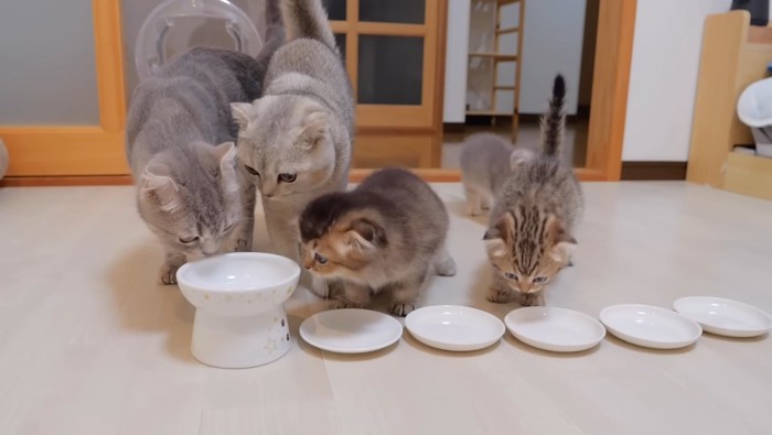 お皿を覗く親子